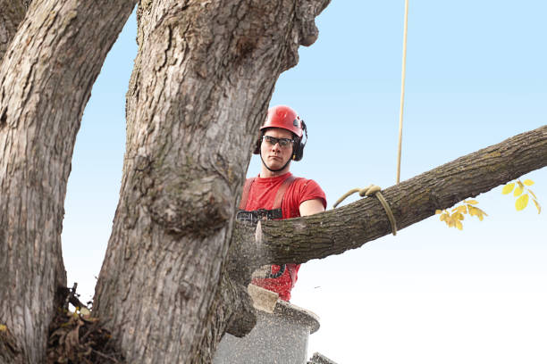 Professional Tree Care in Vander, NC